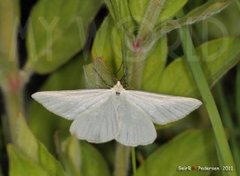 Ribbemåler (Siona lineata)