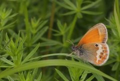 Perleringvinge (Coenonympha arcania)