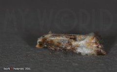 Lyngheipraktvikler (Eupoecilia angustana)