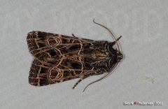 Nettnellikfly (Sideridis reticulata)