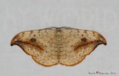 Bjørkesigdvinge (Drepana falcataria)