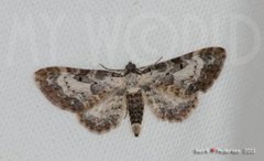 Burotdvergmåler (Eupithecia succenturiata)