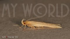 Helcystogramma rufescens