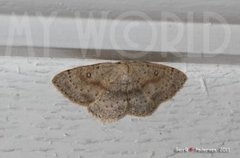 Bjørkeløvmåler (Cyclophora albipunctata)