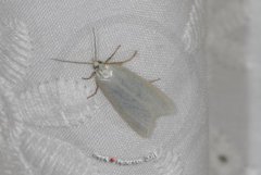 Sølvskyggevikler (Eana argentana)