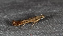 Isophrictis striatella