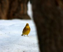 Gulspurv (Emberiza citrinella)