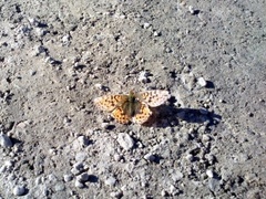 Fjellperlemorvinge (Boloria napaea)