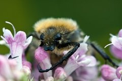 Humlebille (Trichius fasciatus)