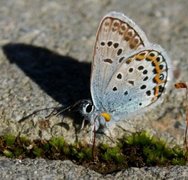 Argusblåvinge (Plebejus argus)