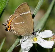 Almestjertvinge (Satyrium w-album)