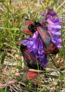 Fjellbloddråpesvermer (Zygaena exulans)