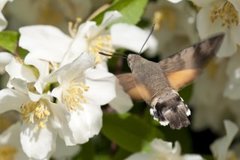 Dagsvermer (Macroglossum stellatarum)