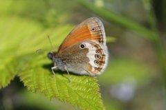 Perleringvinge (Coenonympha arcania)