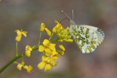 Aurorasommerfugl (Anthocharis cardamines)