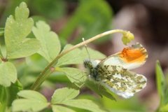 Aurorasommerfugl (Anthocharis cardamines)