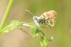 Aurorasommerfugl (Anthocharis cardamines)