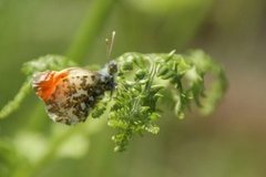 Aurorasommerfugl (Anthocharis cardamines)