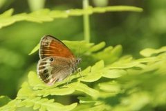 Perleringvinge (Coenonympha arcania)