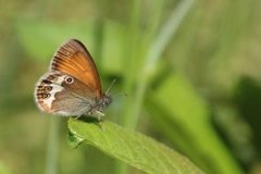 Perleringvinge (Coenonympha arcania)