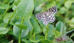 Rutemåler (Semiothisa clathrata)