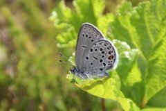 Myrblåvinge (Plebejus optilete)