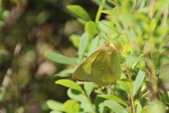 Myrgulvinge (Colias palaeno)