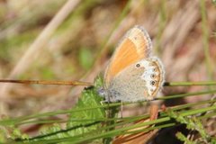 Perleringvinge (Coenonympha arcania)