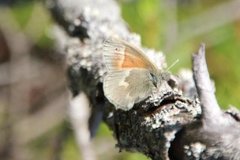 Myrringvinge (Coenonympha tullia)