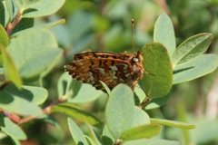 Myrperlemorvinge (Boloria aquilonaris)