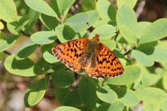 Myrperlemorvinge (Boloria aquilonaris)