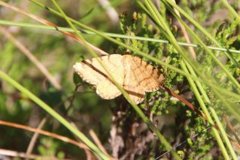 Brun buemåler (Macaria brunneata)