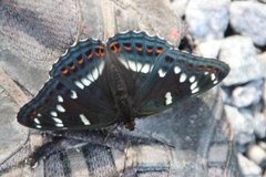 Ospesommerfugl (Limenitis populi)