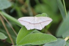 Grå syremåler (Timandra griseata)