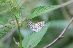 Rutemåler (Semiothisa clathrata)