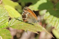 Perleringvinge (Coenonympha arcania)