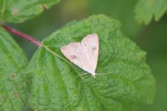 Gult nebbfly (Rivula sericealis)