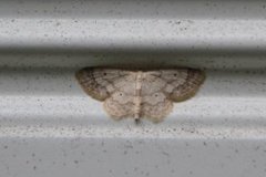 Grå engmåler (Idaea seriata)