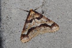 Stor frostmåler (Erannis defoliaria)