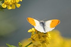 Aurorasommerfugl (Anthocharis cardamines)