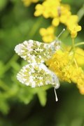 Aurorasommerfugl (Anthocharis cardamines)