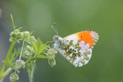 Aurorasommerfugl (Anthocharis cardamines)