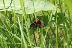 Brunt slåttefly (Euclidia glyphica)