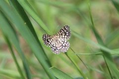Rutemåler (Chiasmia clathrata)
