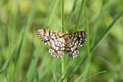 Rutemåler (Chiasmia clathrata)
