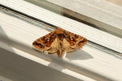 Fiolettbrunt metallfly (Autographa pulchrina)