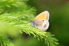 Perleringvinge (Coenonympha arcania)