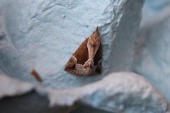 Blåbærnebbfly (Hypena crassalis)