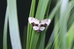 Øyemåler (Cosmorhoe ocellata)