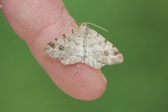 Granbuemåler (Macaria signaria)